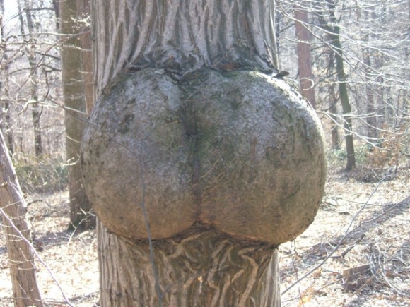 Vicces kedvű természet