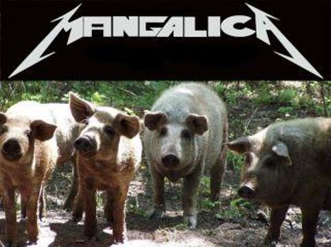 Mangalica