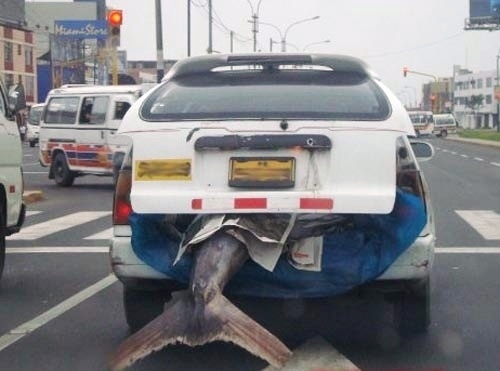 Ma jó volt a fogás . . .