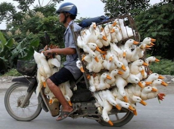 A szállítás nagymestere . . .