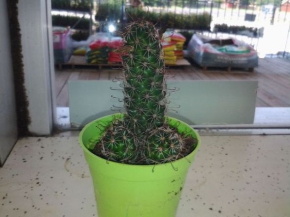 Vicces kedvű természet