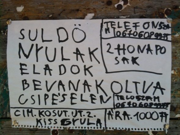 Napi apró - Süldő nyúl eladó