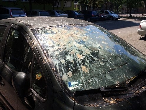 Sose parkolj fa alá !