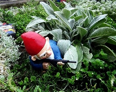 Tünés a kertemből !