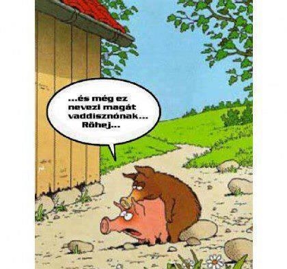 Röfi döfne, de elfáradt !?