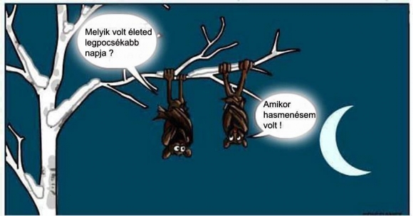 Denevérek ha sztorizgatnak