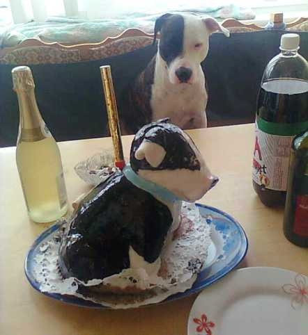 Profi torta - falnád ?