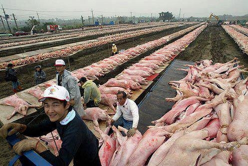 Majd az Aldi húsokos megmondja honnan jön 🙂