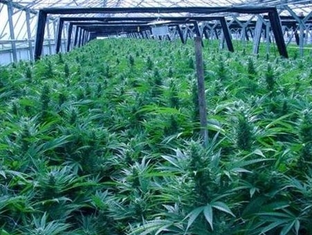 Fiam ! - Nem azt mondtad, hogy kukoricát ültetsz?