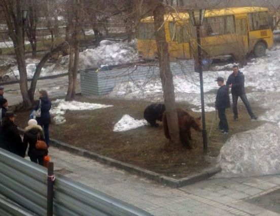 Házi kedvenc sétáltatás - orosz verzió...