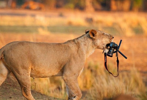 Fotóst felveszünk - NatGeo