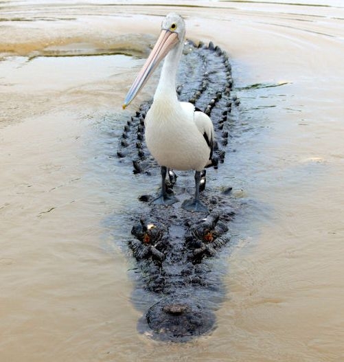 Tököm repkedjen örökké...megyek busszal