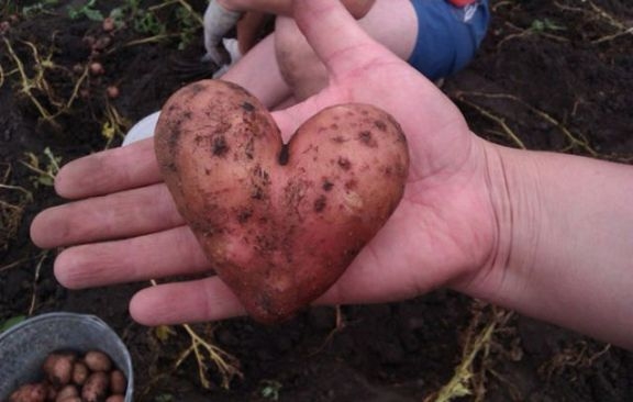Itt van a krumplim szeretetem jeléül
