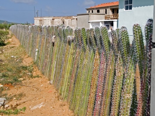 Mexikóban így nyomják - kaktusz kerítés