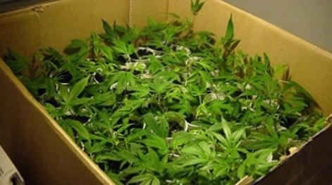 Farmville - koleszos verzió