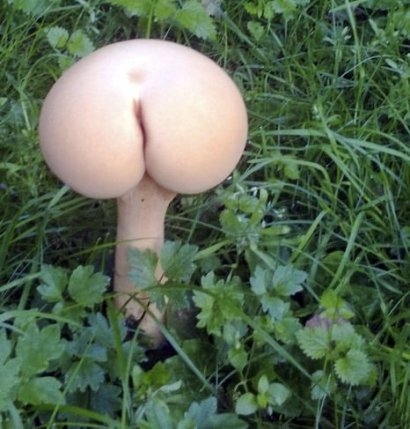 Vicces kedvű természet