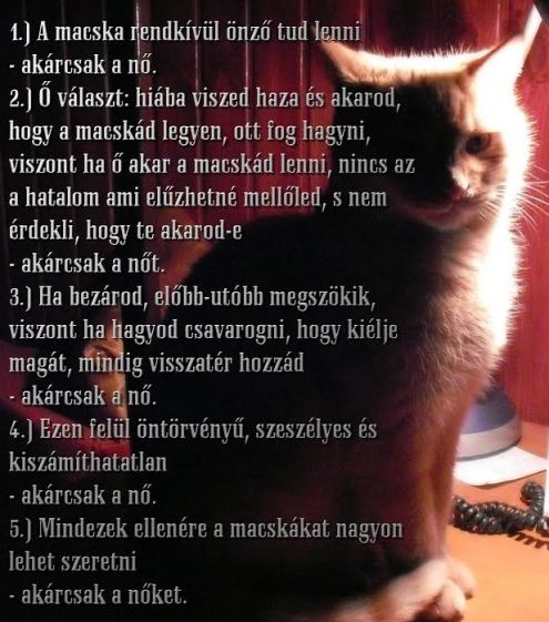 Analitikus muffológia