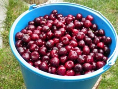 Szedtem egy vödör pálinkát