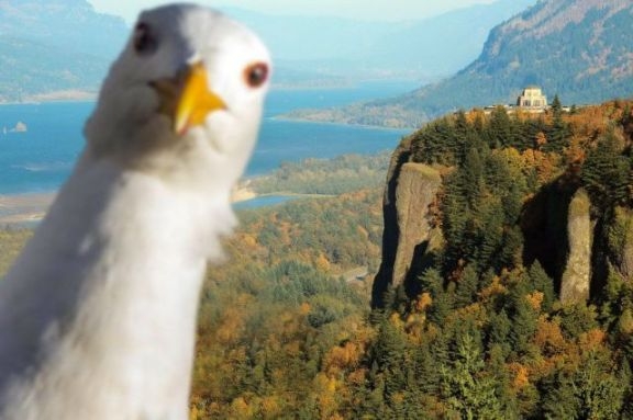 Szelfi - már a madarak is...