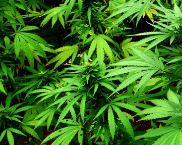 Debreceni kutatók szerint pattanások elleni gyógyszert lehetne csinálni a kannabiszból