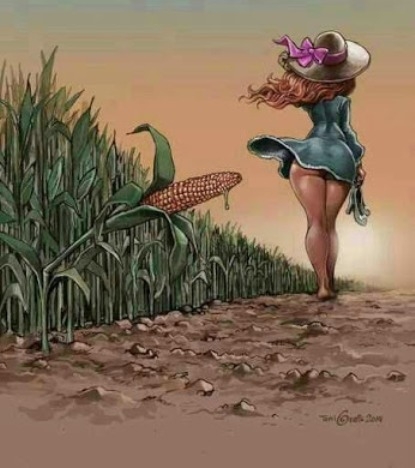 Ica és a kukorica . . .