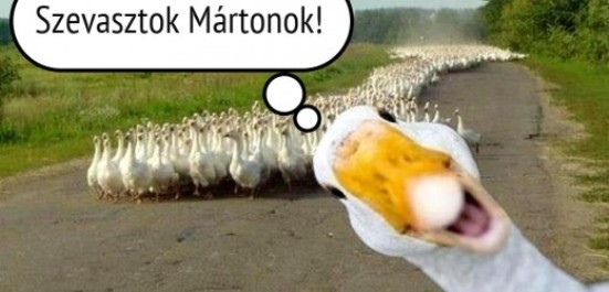 Márton-napi libaságok