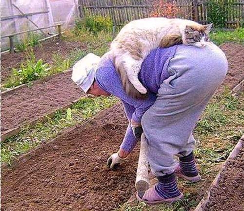 Kosmodisk - vidéki verzió