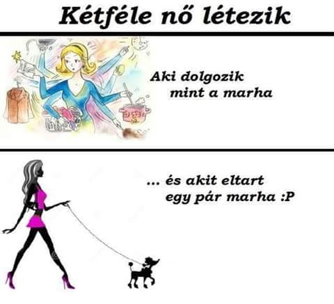 Napi tényfeltáró