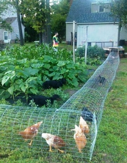 Kutyája állandóan kergeti a csirkéket?