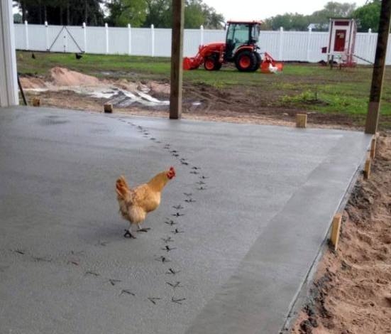 Úgy látom, ma rántott csirke lesz ebédre!