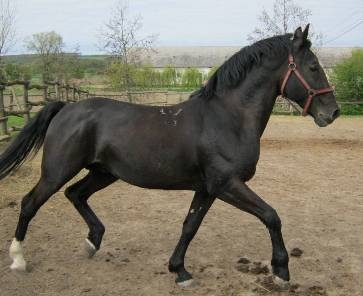 Napi apró - Lipicai fedezőmén sperma eladó 