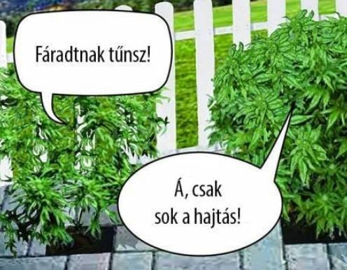 Hétvégi zsibbasztó