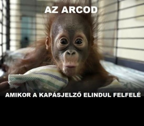 Horgászoknak ismerős lehet....