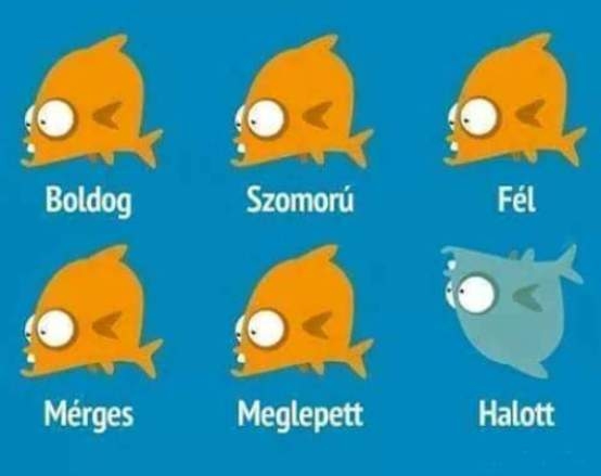 Útmutató aranyhalakhoz