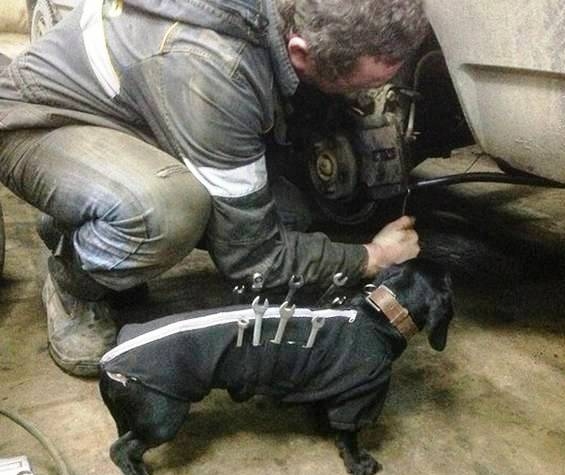 Napi definíció - Műhelykutya