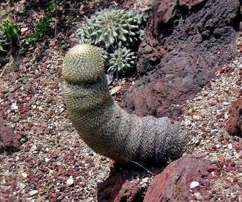 Egy fasza kis kaktusz