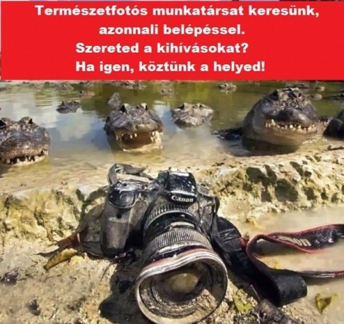 Befutott egy állásajánlat