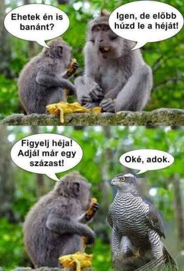 Nem fárasztott le a hétvége?