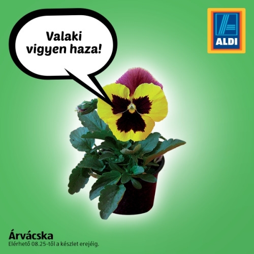 Napi virág márketing