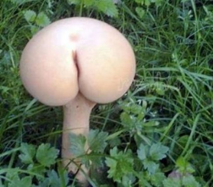  Itt az őszi gombaszezon - Íme egy ritka faj