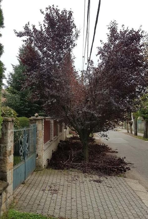 Így dolgozik az ELMÜ kertészet