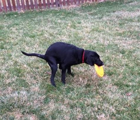 Amikor mobilozol a WC-n, kutyás verzió :D