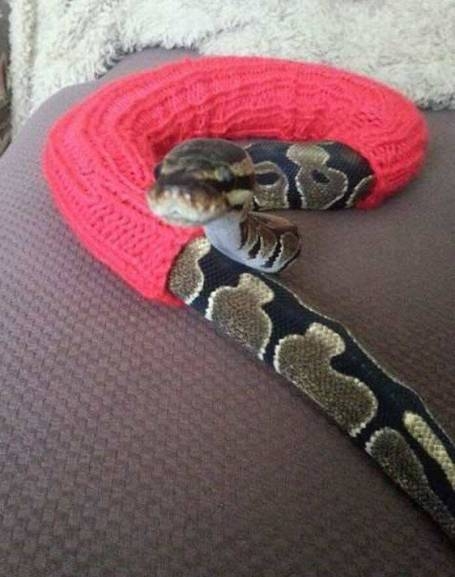 Ez a hideg idő, már neki sem tetszik