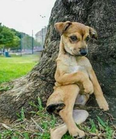 Amikor még a kutyád is fotogénebb, mint te