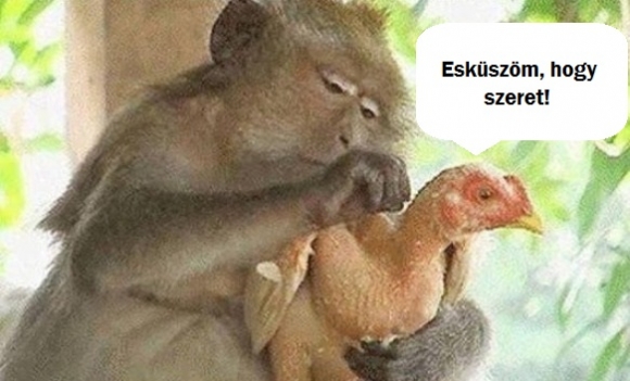 Szeret, nem szeret...szeret, nem szeret...