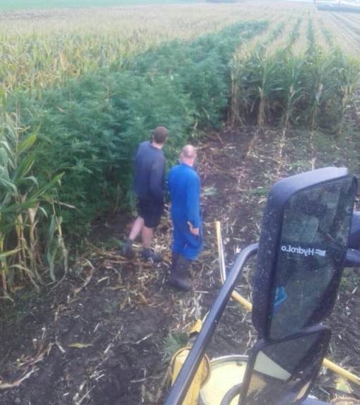 Jó estéjük lesz ma az aratóknak :D