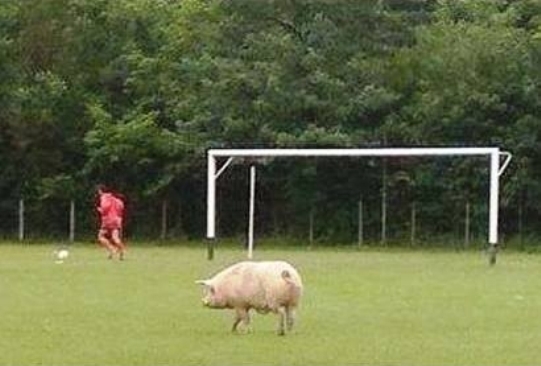 Csülök, a csodacsatár