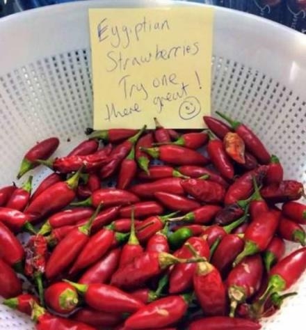 Egyiptomi eper - ingyen kóstoló