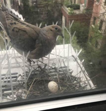 Madár riasztó - On...