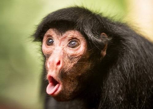 Mit csinál a román pénznyomda a hegyoldalban?